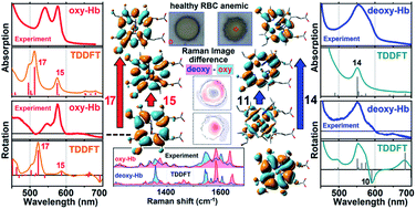 Graphical abstract: Mapping blood biochemistry by Raman spectroscopy at the cellular level