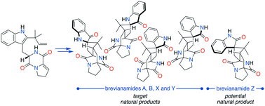 Graphical abstract: Unified total synthesis of the brevianamide alkaloids enabled by chemical investigations into their biosynthesis