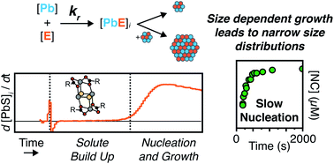 Graphical abstract: Growth kinetics determine the polydispersity and size of PbS and PbSe nanocrystals