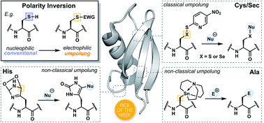 Graphical abstract: Umpolung strategies for the functionalization of peptides and proteins