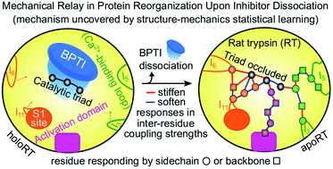 Graphical abstract: Structure-mechanics statistical learning uncovers mechanical relay in proteins