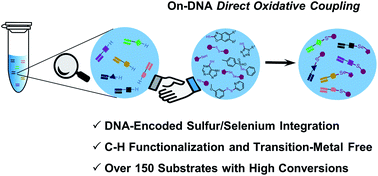 Graphical abstract: In-solution direct oxidative coupling for the integration of sulfur/selenium into DNA-encoded chemical libraries