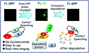 Graphical abstract: An “OFF–ON–OFF” fluorescence protein-labeling probe for real-time visualization of the degradation of short-lived proteins in cellular systems