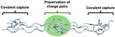 Graphical abstract: Selective covalent capture of collagen triple helices with a minimal protecting group strategy