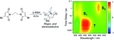 Graphical abstract: Intramolecular thiomaleimide [2 + 2] photocycloadditions: stereoselective control for disulfide stapling and observation of excited state intermediates by transient absorption spectroscopy