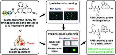 Graphical abstract: Development of a fluorescent probe library enabling efficient screening of tumour-imaging probes based on discovery of biomarker enzymatic activities