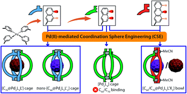 Graphical abstract: Cooperativity of steric bulk and H-bonding in coordination sphere engineering: heteroleptic PdII cages and bowls by design