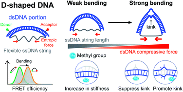Graphical abstract: Cytosine methylation regulates DNA bendability depending on the curvature