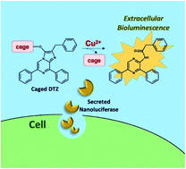 Graphical abstract: A caged imidazopyrazinone for selective bioluminescence detection of labile extracellular copper(ii)