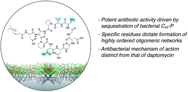 Graphical abstract: Mechanistic insights into the C55-P targeting lipopeptide antibiotics revealed by structure–activity studies and high-resolution crystal structures