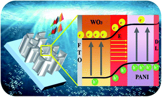 Graphical abstract: The synergistic role of the photosensitivity effect and extended space charge region in an inorganic–organic WO3/PANI photoanode for efficient PEC water splitting