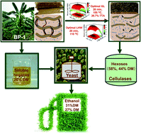 Graphical abstract: Optimizing two green-like biomass pretreatments for maximum bioethanol production using banana pseudostem by effectively enhancing cellulose depolymerization and accessibility