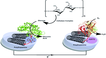 Graphical abstract: Cellulose to electricity conversion by an enzymatic biofuel cell