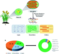 Graphical abstract: Valorisation of xylose to renewable fuels and chemicals, an essential step in augmenting the commercial viability of lignocellulosic biorefineries
