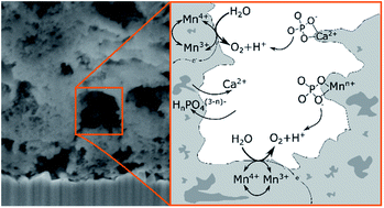 Graphical abstract: Operation of calcium-birnessite water-oxidation anodes: interactions of the catalyst with phosphate buffer anions