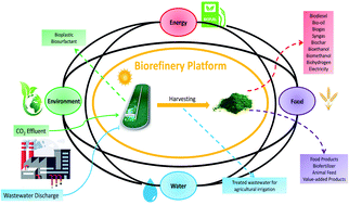 Graphical abstract: Algal biorefinery: a potential solution to the food–energy–water–environment nexus