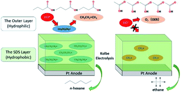 Graphical abstract: Enhancing the selectivity of hydrocarbons during the Kolbe electrolysis of biomass-derived short-chain carboxylic acids by anionic surfactants