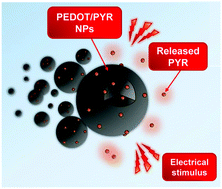 Graphical abstract: Conducting polymer nanoparticles for a voltage-controlled release of pharmacological chaperones