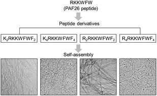 Graphical abstract: Evaluating the effects of hydrophobic and cationic residues on antimicrobial peptide self-assembly