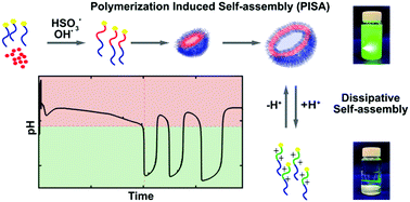 Graphical abstract: Concurrent self-regulated autonomous synthesis and functionalization of pH-responsive giant vesicles by a chemical pH oscillator
