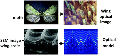 Graphical abstract: Synergy of interference, scattering and pigmentation for structural coloration of Jordanita globulariae moth
