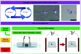 Graphical abstract: Enhanced neurite outgrowth on electrically conductive carbon aerogel substrates in the presence of an external electric field