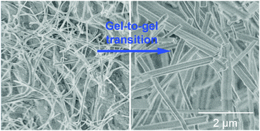 Graphical abstract: Gel-to-gel non-variant transition of an organogel caused by polymorphism from nanotubes to crystallites