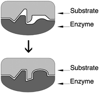 Graphical abstract: Critical issues in molecular recognition: the enzyme–substrate association