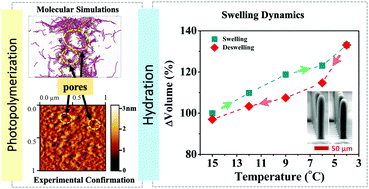 Graphical abstract: Impact of PEGDA photopolymerization in micro-stereolithography on 3D printed hydrogel structure and swelling