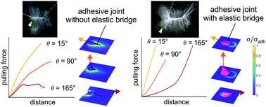 Graphical abstract: Robust substrate anchorages of silk lines with extensible nano-fibres