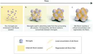 Graphical abstract: Silk granular hydrogels self-reinforced with regenerated silk fibroin fibers