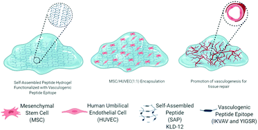 Graphical abstract: Role of functionalized self-assembled peptide hydrogels in in vitro vasculogenesis