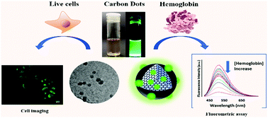 Graphical abstract: Norepinephrine derived carbon dots for live-cell imaging and effective hemoglobin determination