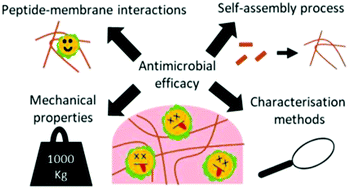 Graphical abstract: Unravelling the antimicrobial activity of peptide hydrogel systems: current and future perspectives