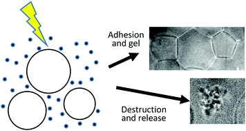 Graphical abstract: Triggered interactions between nanoparticles and lipid membranes: design principles for gel formation or disruption-and-release