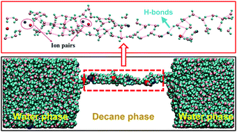 Graphical abstract: A hydrogen bond-modulated soft nanoscale water channel for ion transport through liquid–liquid interfaces