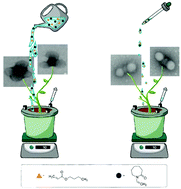 Graphical abstract: Multilobular morphology: the key for biphase multifunctional nanogels