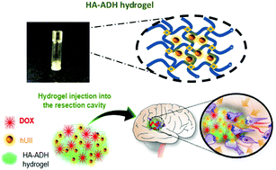 Graphical abstract: Hyaluronic acid-based hydrogels loaded with chemoattractant and anticancer drug – new formulation for attracting and tackling glioma cells