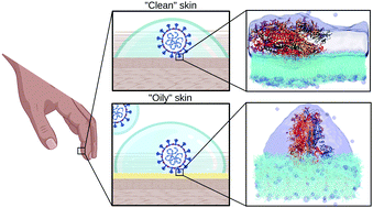 Graphical abstract: Interaction between SARS-CoV-2 spike glycoprotein and human skin models: a molecular dynamics study