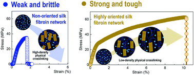 Graphical abstract: Moderate conformational transition promotes the formation of a self-reinforced highly oriented silk fibroin network structure
