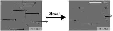 Graphical abstract: Shear-induced migration of confined flexible fibers