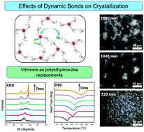 Graphical abstract: Impact of dynamic covalent chemistry and precise linker length on crystallization kinetics and morphology in ethylene vitrimers