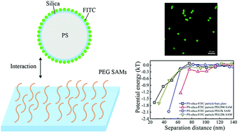 Graphical abstract: Measurements of interactions between fluorescent molecules and polyethylene glycol self-assembled monolayers