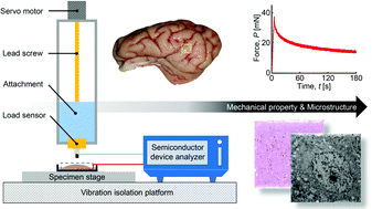 Graphical abstract: The effects of electric fields on the mechanical properties and microstructure of ex vivo porcine brain tissues