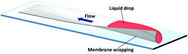 Graphical abstract: Elastocapillary interaction between a long rectangular membrane and a liquid drop