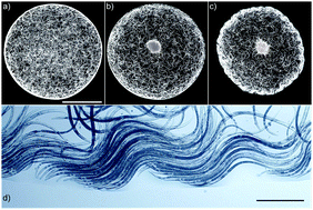 Graphical abstract: Synchronized oscillations in swarms of nematode Turbatrix aceti