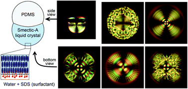Graphical abstract: Focal conic flowers, dislocation rings, and undulation textures in smectic liquid crystal Janus droplets