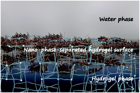 Graphical abstract: Construction of a nano-phase-separated structure on a hydrogel surface