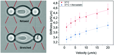 Graphical abstract: Single cell force spectroscopy of erythrocytes at physiological and febrile temperatures reveals mechano-modulatory effects of atorvastatin
