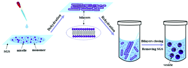 Graphical abstract: Vesicle formation of single-tailed amphiphilic alkyltrimethylammonium bromides in water induced by dehydration–rehydration
